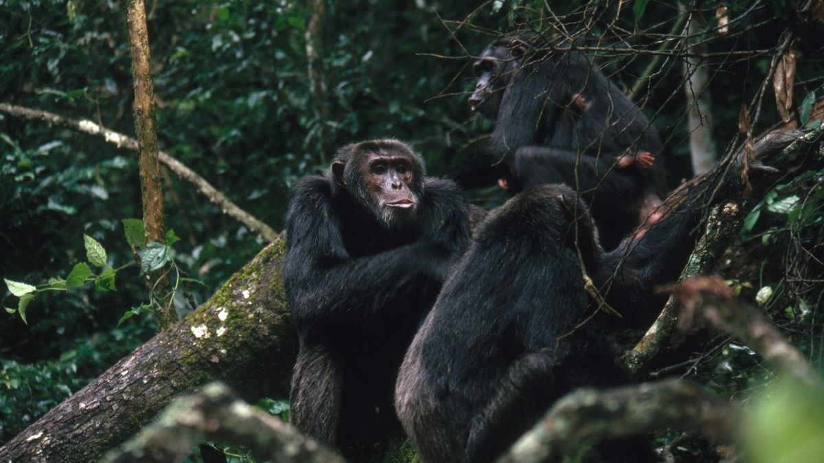 Šimpanzi používají hlasovou komunikaci k usnadnění lovu, zjistila studie